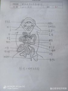 助教解剖实验，识器官心脏肾（蛙的消化系统结构图）