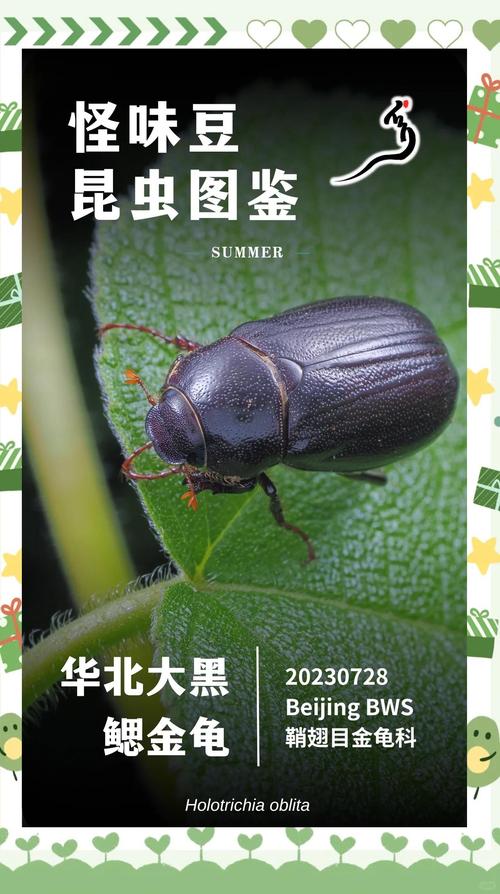 黑颈龟黑山龟对比,乌龟王八有啥区别?(大黑乌龟是什么品种) 黑颈龟黑山龟对比,乌龟王八有啥区别?(大黑乌龟是什么品种)