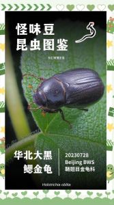 黑颈龟黑山龟对比，乌龟王八有啥区别？（大黑乌龟是什么品种）