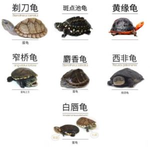 蛋龟珍贵稀有，金钱龟最贵超百万，饲养有乐趣（最贵的10种蛋龟）
