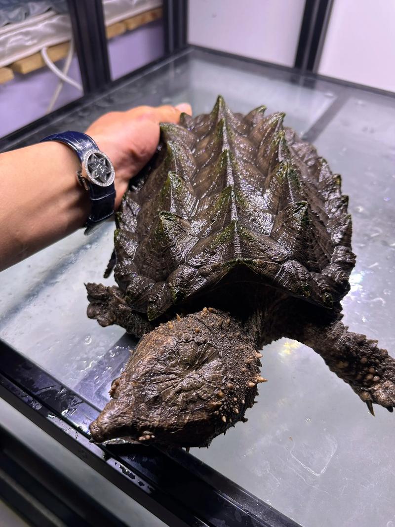大鳄龟与小鳄龟体型重量价格对比(大鳄龟一般有多少斤) 大鳄龟与小鳄龟体型重量价格对比(大鳄龟一般有多少斤)