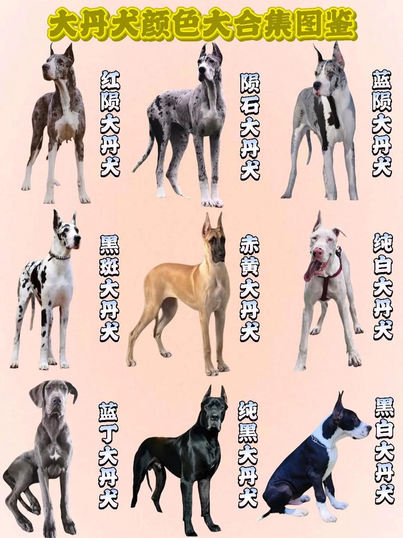 忠诚伴侣守护家(大型犬宠物有哪几种) 忠诚伴侣守护家(大型犬宠物有哪几种)