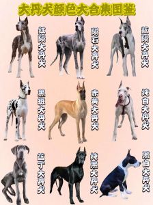 忠诚伴侣守护家（大型犬宠物有哪几种）