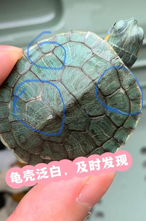 从无壳到硬壳(乌龟没有壳的样子图片) 从无壳到硬壳(乌龟没有壳的样子图片)