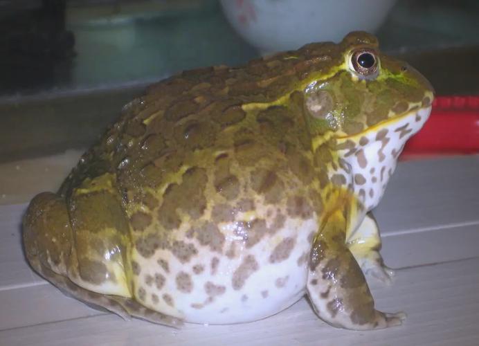 人工培育变色,饲养需谨慎(宠物蛙 有各种颜色) 人工培育变色,饲养需谨慎(宠物蛙 有各种颜色)