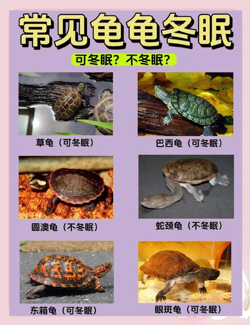 小乌龟过冬保暖指南(家养小乌龟冬天怎么养) 小乌龟过冬保暖指南(家养小乌龟冬天怎么养)