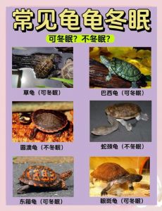 小乌龟过冬保暖指南（家养小乌龟冬天怎么养）