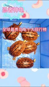 珍稀龟种大盘点，价格从几百到上万元！（10大最名贵的乌龟）