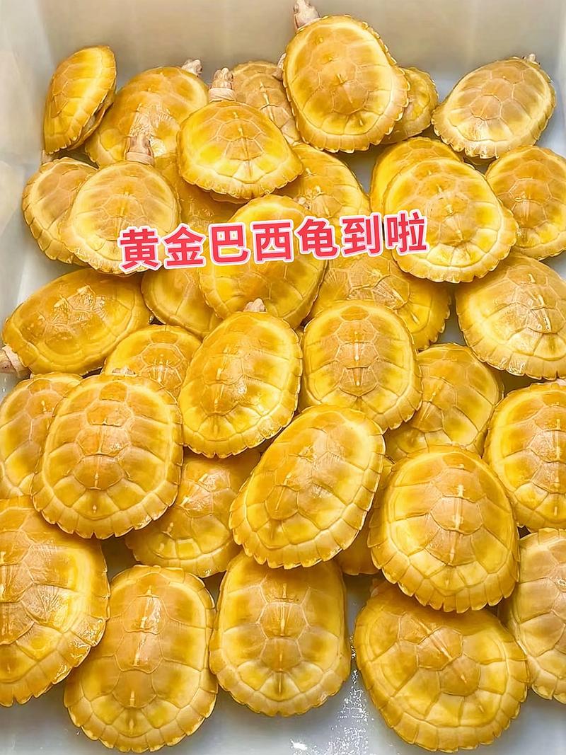 5种易养龟+常见误区(新手养乌龟什么品种好) 5种易养龟+常见误区(新手养乌龟什么品种好)