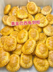 草龟花龟黄喉，适应好不破坏生态（养什么品种的乌龟最好）