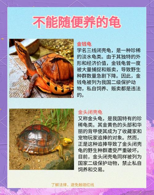闭壳龟不适合家养,条件要求高(闭壳龟为什么不建议养) 闭壳龟不适合家养,条件要求高(闭壳龟为什么不建议养)