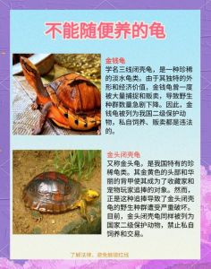 闭壳龟不适合家养，条件要求高（闭壳龟为什么不建议养）