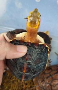 乌龟多久不吃饭？看温度和状态（小乌龟多久不吃会饿死）