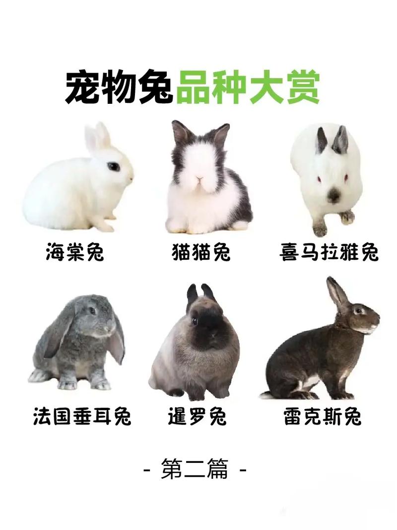 兔子体型性格全解析,选对最适合你的宠物兔(兔子宠物有哪些品种) 兔子体型性格全解析,选对最适合你的宠物兔(兔子宠物有哪些品种)