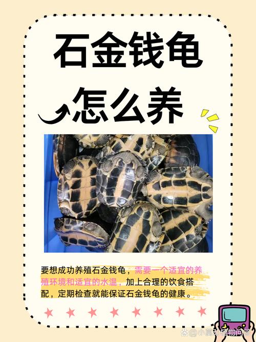 石金钱龟市场遇冷,价格大跌投资需谨慎(为何石金钱龟最不值钱) 石金钱龟市场遇冷,价格大跌投资需谨慎(为何石金钱龟最不值钱)