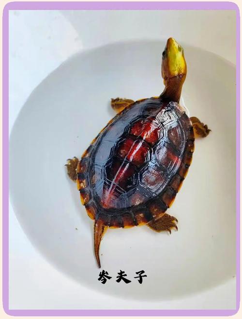 常见品种与养护要点(闭壳龟有哪些品种) 常见品种与养护要点(闭壳龟有哪些品种)