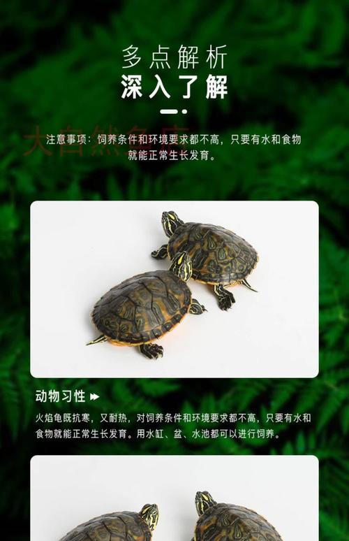 草龟安静低耗,巴西龟活泼需陪伴(巴西龟和草龟哪个好养) 草龟安静低耗,巴西龟活泼需陪伴(巴西龟和草龟哪个好养)