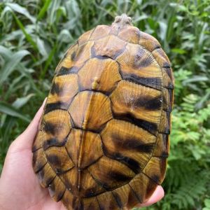 珍稀高价，保护动物勿盲目追求（世界上最贵的龟）