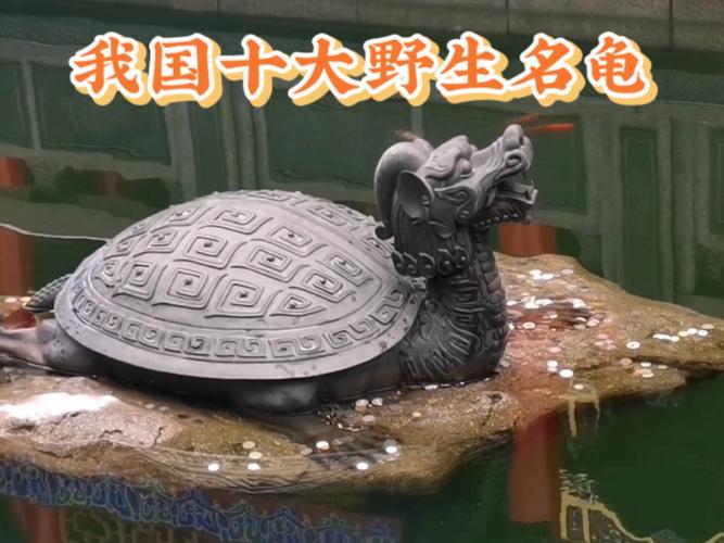 保护现状堪忧(中国十大名贵龟品种) 保护现状堪忧(中国十大名贵龟品种)