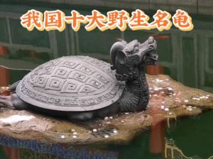 保护现状堪忧（中国十大名贵龟品种）