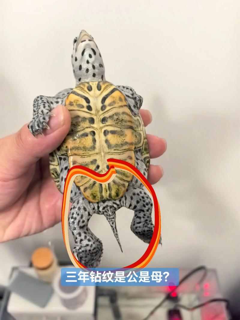 北卡德州红木，各具特色（乌龟钻纹品种的图片）