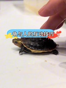 耐心养龟，互动更轻松（如何和龟提高互动性）