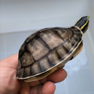 珍稀龟类保护（可以闭壳的龟有哪些）