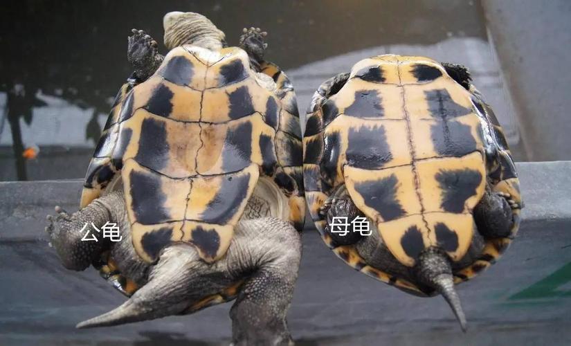 看爪尾孔位置(乌龟怎么分辨公母) 看爪尾孔位置(乌龟怎么分辨公母)
