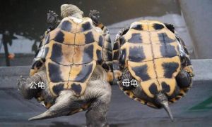 看爪尾孔位置（乌龟怎么分辨公母）
