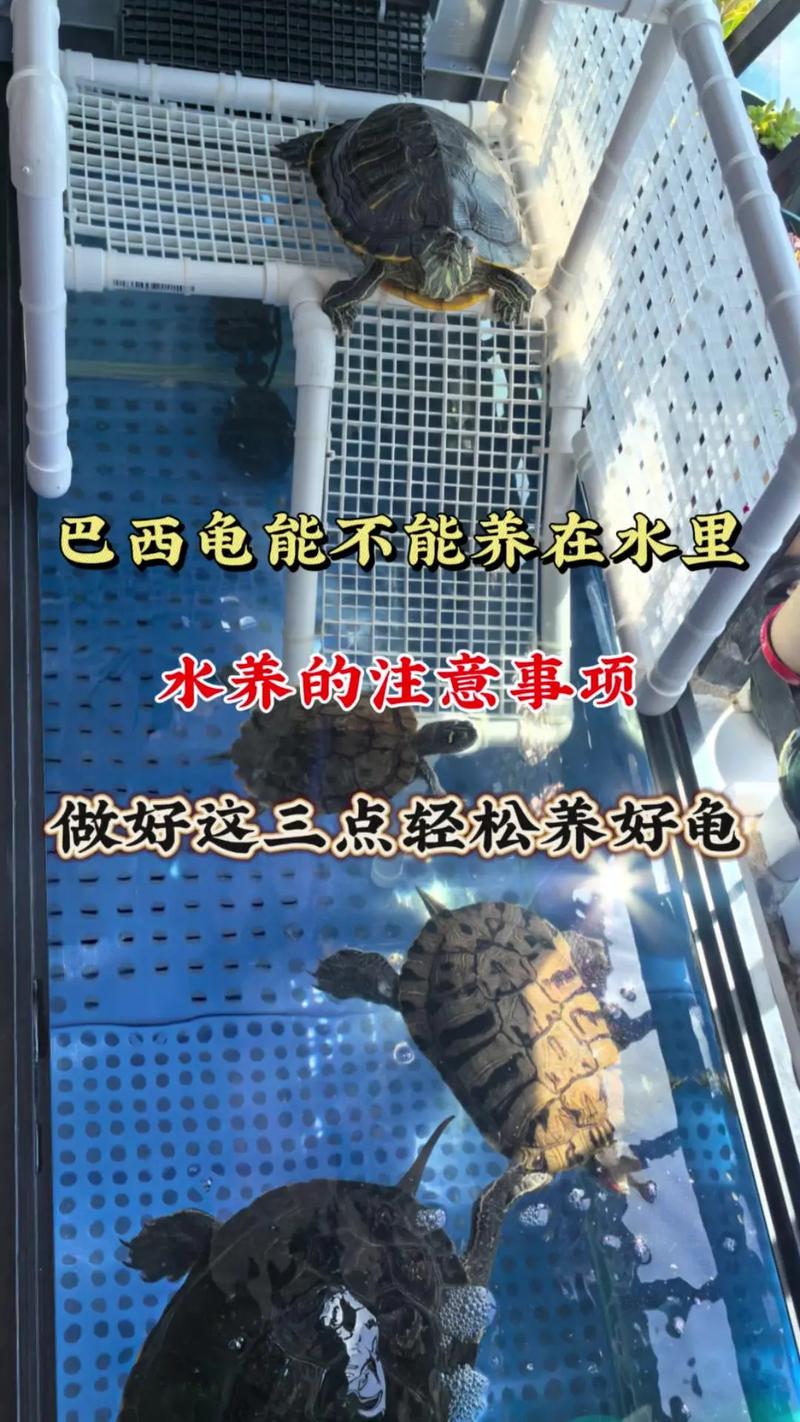 养乌龟让人平静,培养爱心耐心,生态乐趣(家里养龟有什么作用) 养乌龟让人平静,培养爱心耐心,生态乐趣(家里养龟有什么作用)