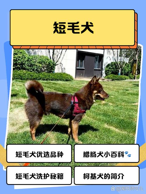 短毛狗品种多易打理，选对适合自己！（短毛宠物狗品种图片）