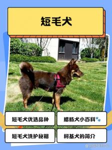 短毛狗品种多易打理，选对适合自己！（短毛宠物狗品种图片）