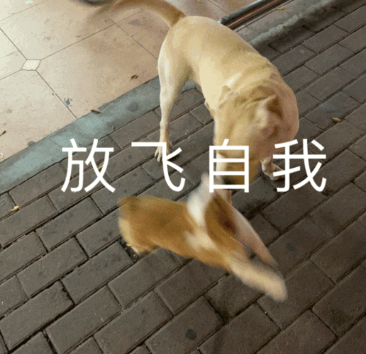 宠物照片变表情包,有趣又好玩!(如何用豆包生成宠物动态表情包) 宠物照片变表情包,有趣又好玩!(如何用豆包生成宠物动态表情包)