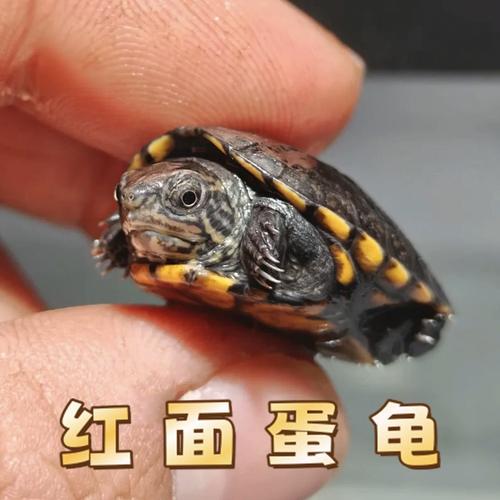 阳台红面蛋龟养殖技术(家庭阳台红面蛋龟养殖与繁育技术探究) 阳台红面蛋龟养殖技术(家庭阳台红面蛋龟养殖与繁育技术探究)