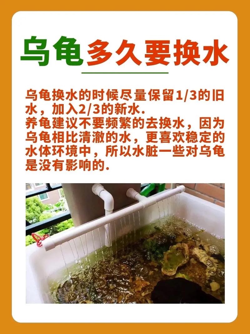 乌龟溺水肚子鼓,快捞起来拍胸甲排水(乌龟溺水了肚子鼓鼓的怎么办) 乌龟溺水肚子鼓,快捞起来拍胸甲排水(乌龟溺水了肚子鼓鼓的怎么办)