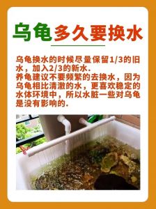 乌龟溺水肚子鼓，快捞起来拍胸甲排水（乌龟溺水了肚子鼓鼓的怎么办）