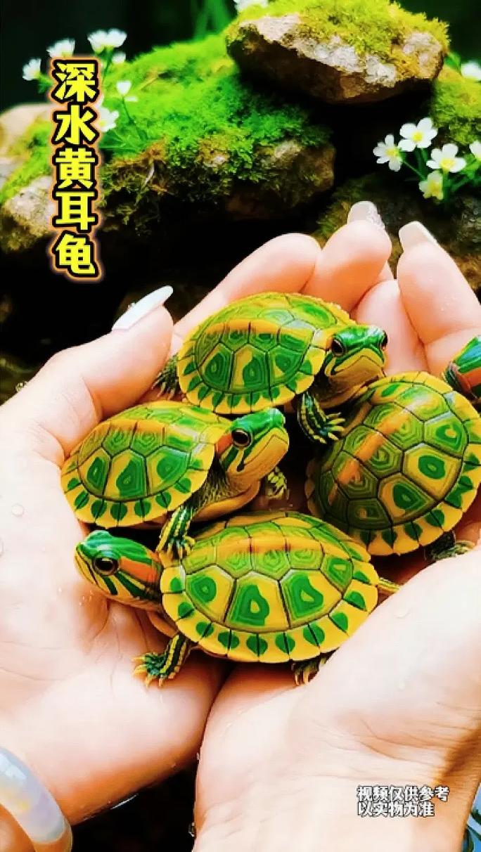 耐心驯养,健康相伴(小黄耳龟可以互动吗) 耐心驯养,健康相伴(小黄耳龟可以互动吗)