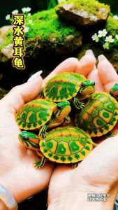 耐心驯养，健康相伴（小黄耳龟可以互动吗）