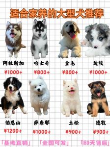 威猛忠诚到温柔友善全都有（宠物狗大型犬品种）