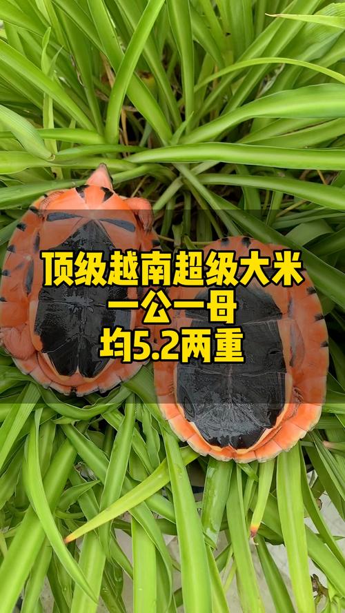 专业饲养繁殖,旅行分享摄影交流(国外观赏龟论坛网址) 专业饲养繁殖,旅行分享摄影交流(国外观赏龟论坛网址)