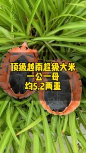 专业饲养繁殖，旅行分享摄影交流（国外观赏龟论坛网址）