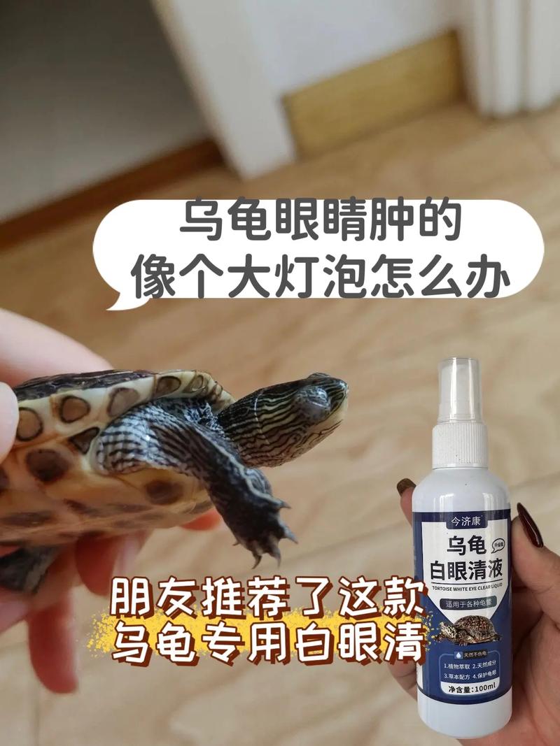 东锦龟眼肿原因多,诊断治疗需综合(东锦龟的眼睛皮上浮肿) 东锦龟眼肿原因多,诊断治疗需综合(东锦龟的眼睛皮上浮肿)