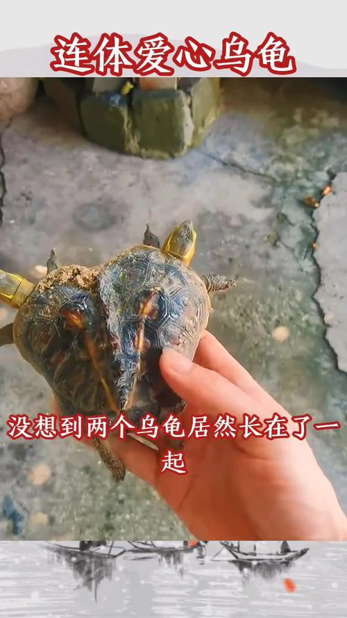 乌龟或存乐观悲观,英国已承认动物感知能力(乌龟真的有感情吗) 乌龟或存乐观悲观,英国已承认动物感知能力(乌龟真的有感情吗)