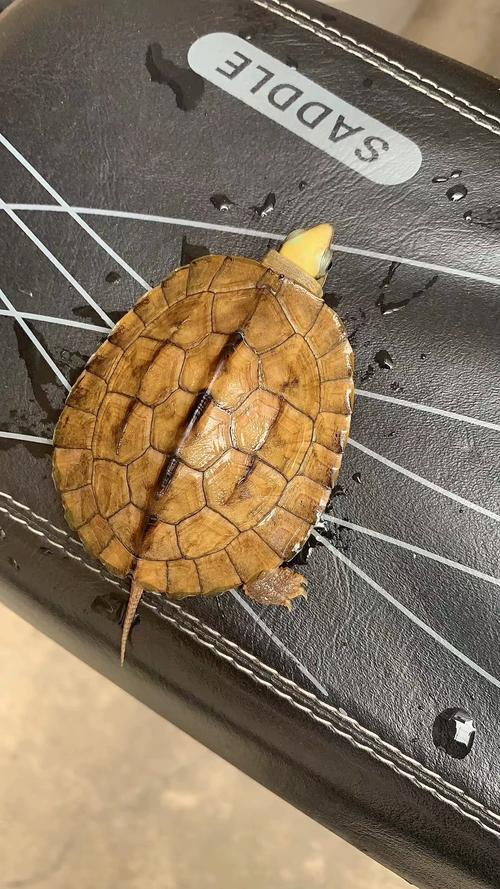 五万起步,堪比汽车!(最贵的乌龟是什么乌龟) 五万起步,堪比汽车!(最贵的乌龟是什么乌龟)