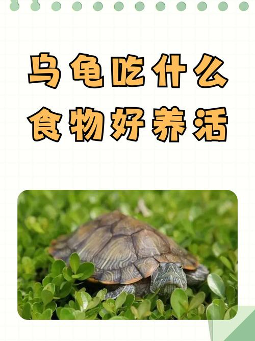 小乌龟吃啥?鱼虾瘦肉龟粮最合适!(乌龟吃啥家常食物) 小乌龟吃啥?鱼虾瘦肉龟粮最合适!(乌龟吃啥家常食物)