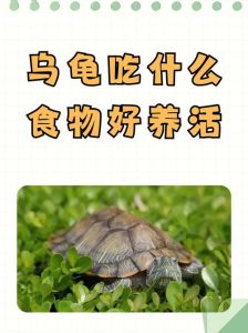 小乌龟吃啥？鱼虾瘦肉龟粮最合适！（乌龟吃啥家常食物）