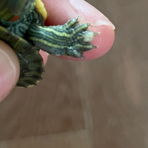 乌龟爪子发白怎么办？（乌龟爪子发白是啥原因）