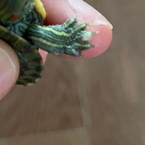 乌龟爪子发白怎么办？（乌龟爪子发白是啥原因）