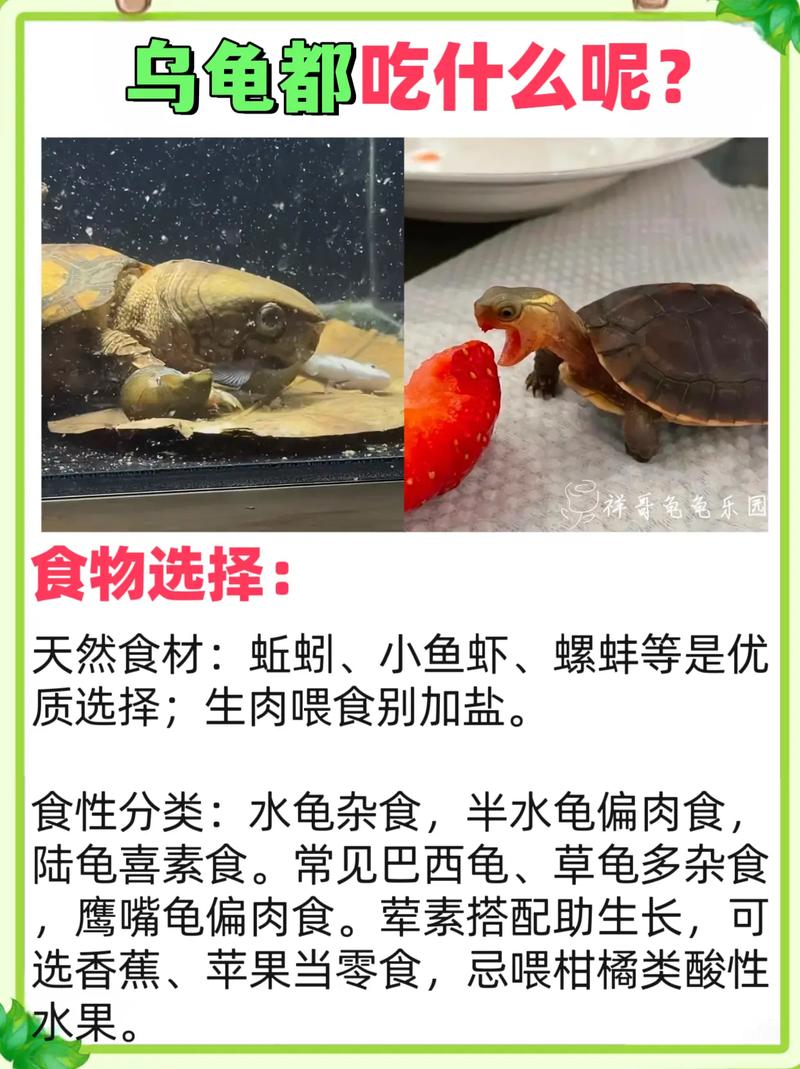 小龟杂食好养,龟粮蔬菜肉食巧搭配(小龟吃什么食物最好吃) 小龟杂食好养,龟粮蔬菜肉食巧搭配(小龟吃什么食物最好吃)