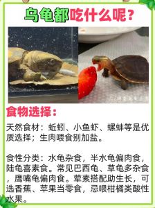 小龟杂食好养，龟粮蔬菜肉食巧搭配（小龟吃什么食物最好吃）